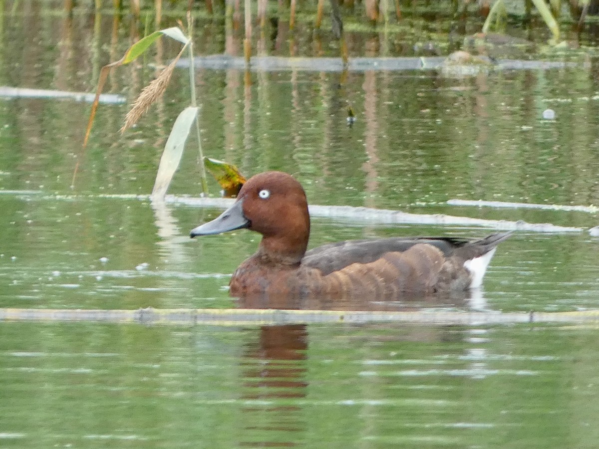 Ferruginous Duck - ML644142049