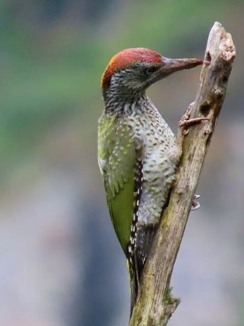 Eurasian Green Woodpecker - ML644142051