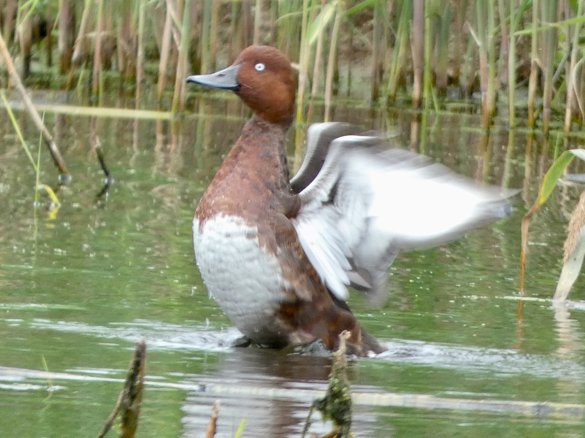 Ferruginous Duck - ML644142052