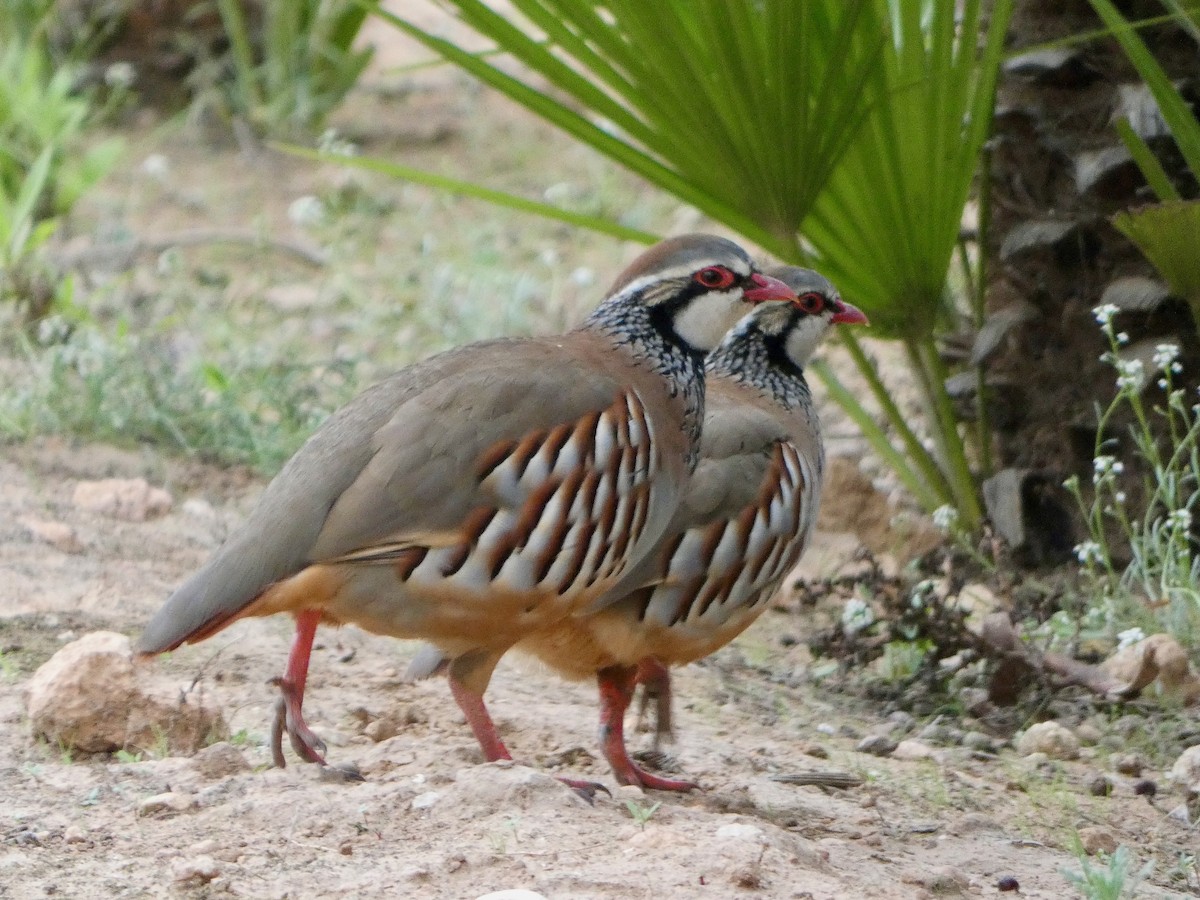 חוגלה אדמונית - ML644142082