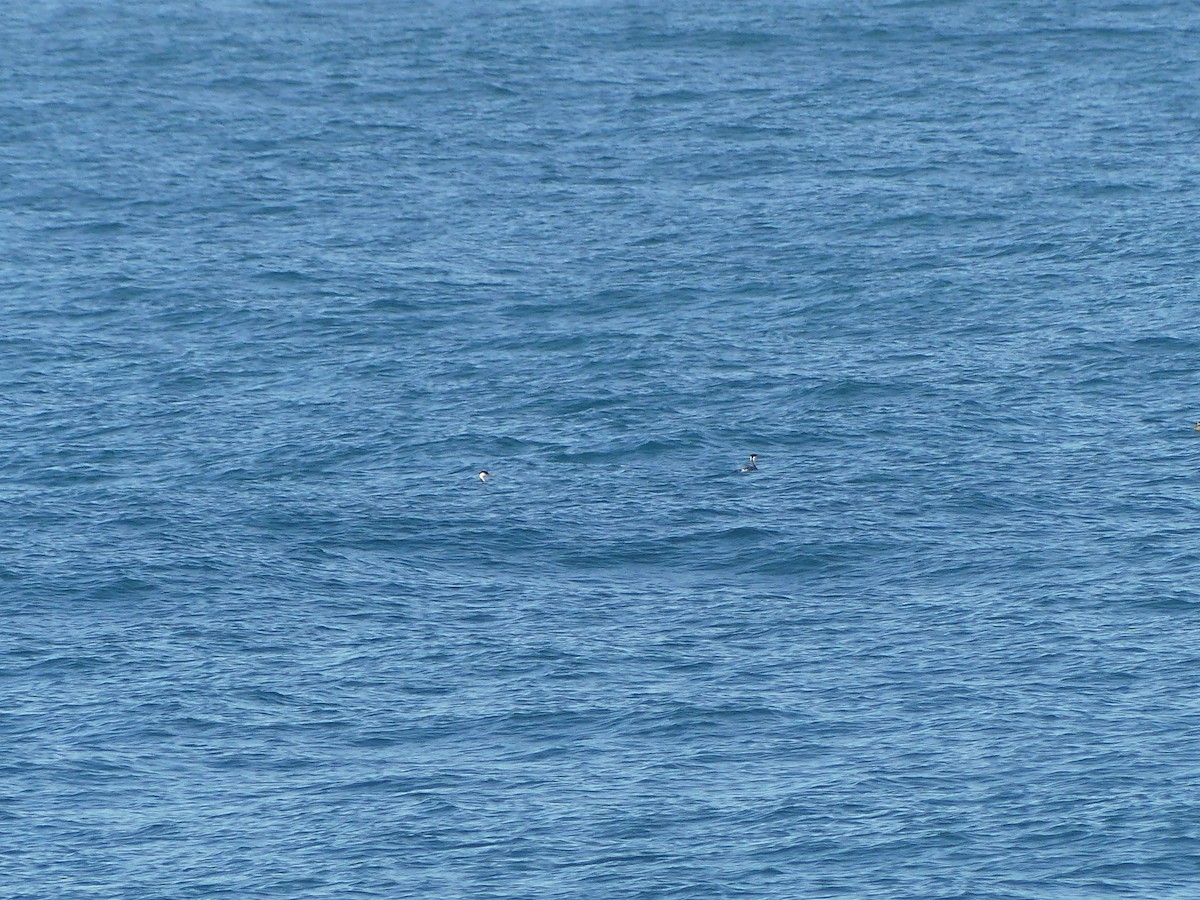 Пірникоза західна - ML644142091