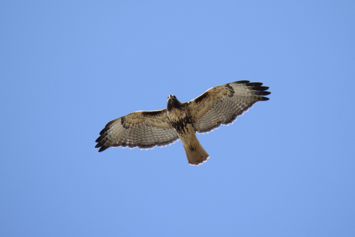 Red-tailed Hawk - ML644142099