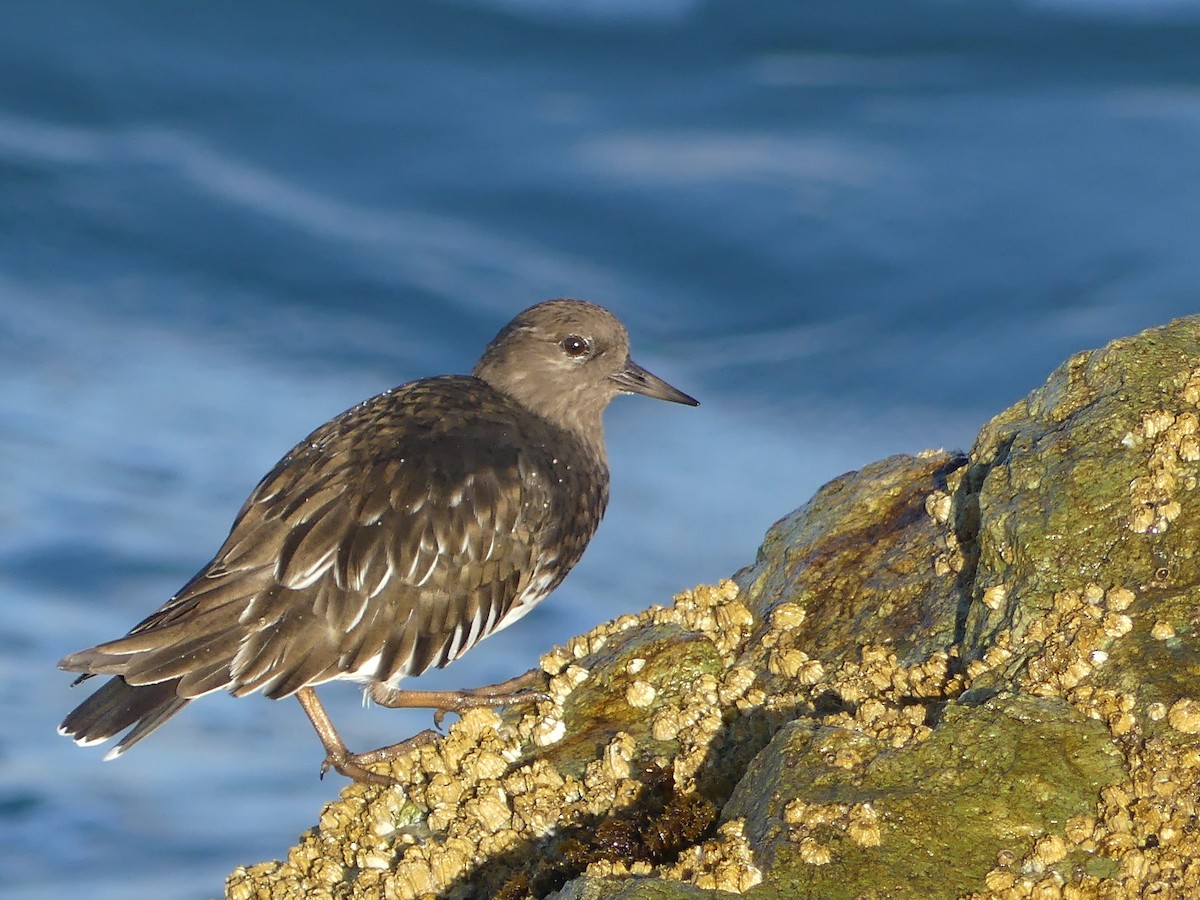 Крем'яшник чорний - ML644142126