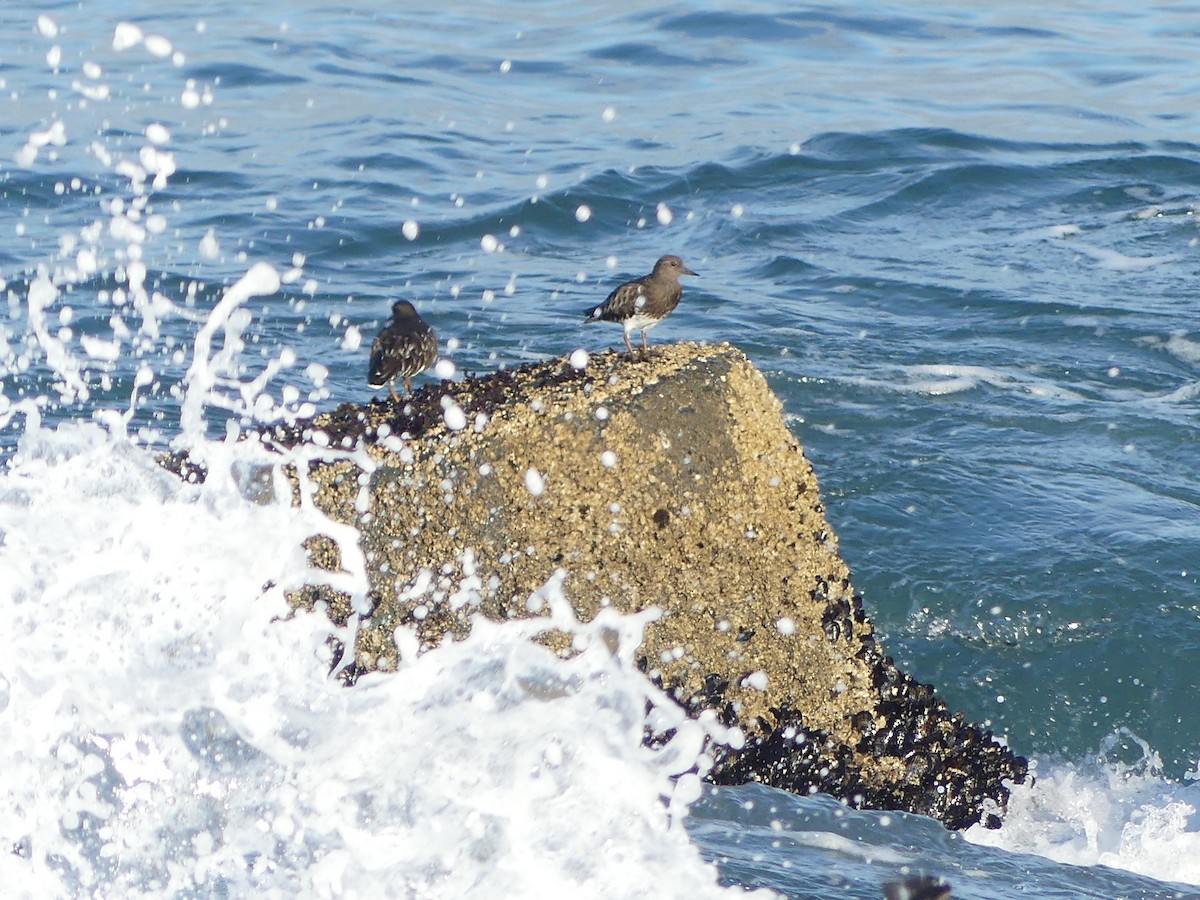 Крем'яшник чорний - ML644142127