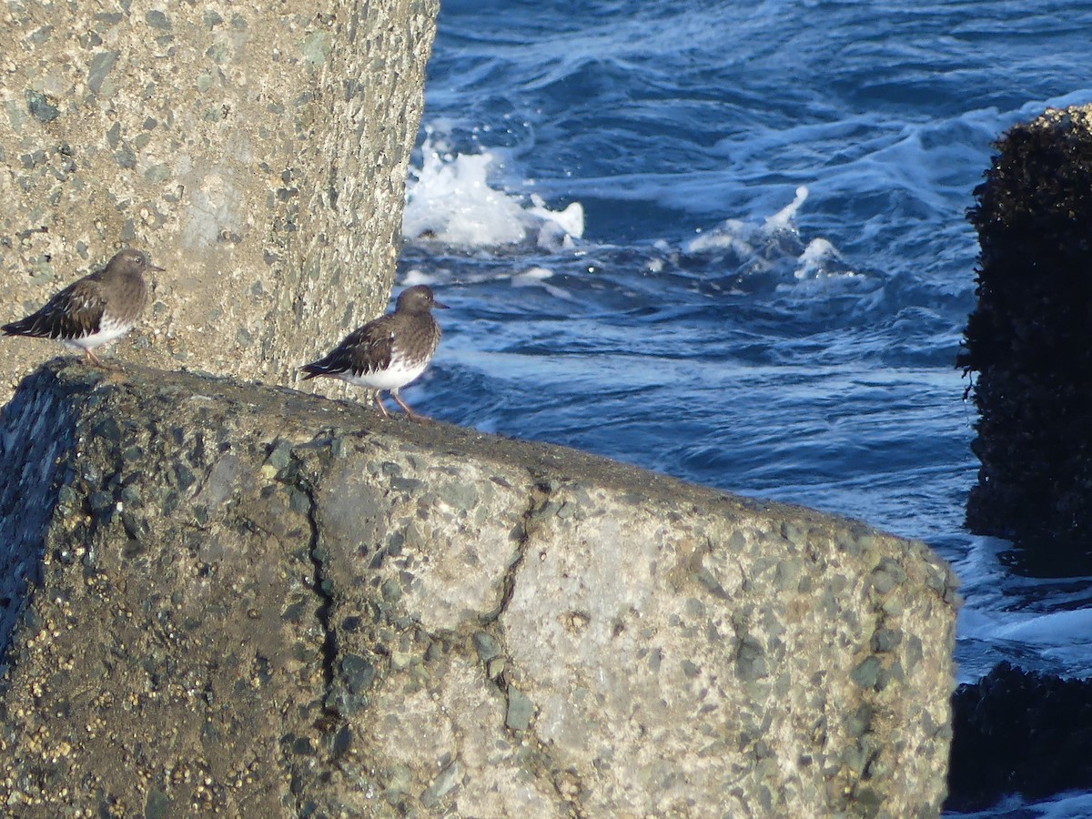 Крем'яшник чорний - ML644142129