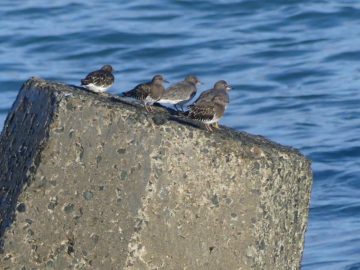 Крем'яшник чорний - ML644142130