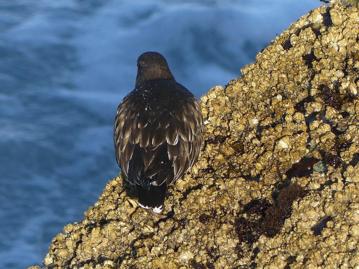 Крем'яшник чорний - ML644142131