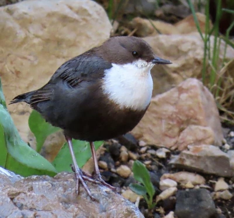 אמודאי הנחלים - ML644142139