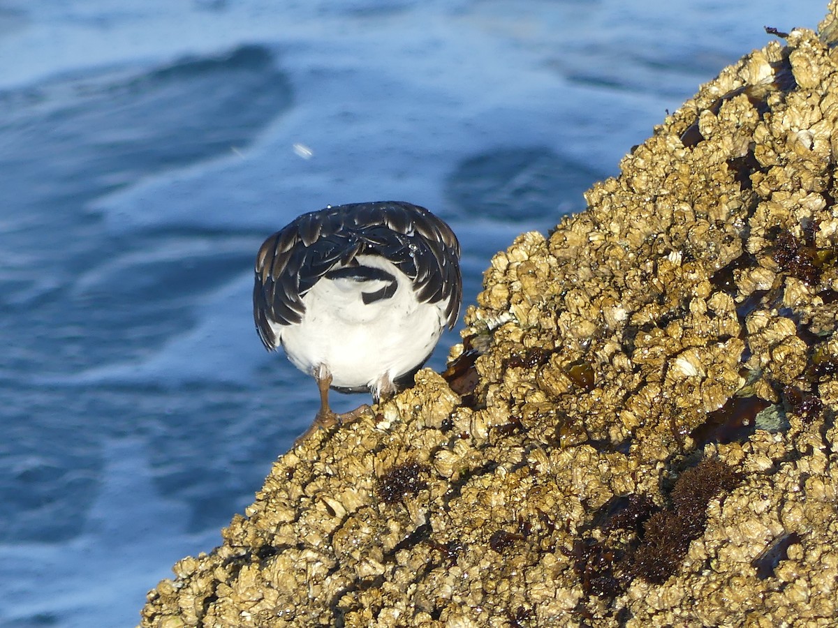 Крем'яшник чорний - ML644142140