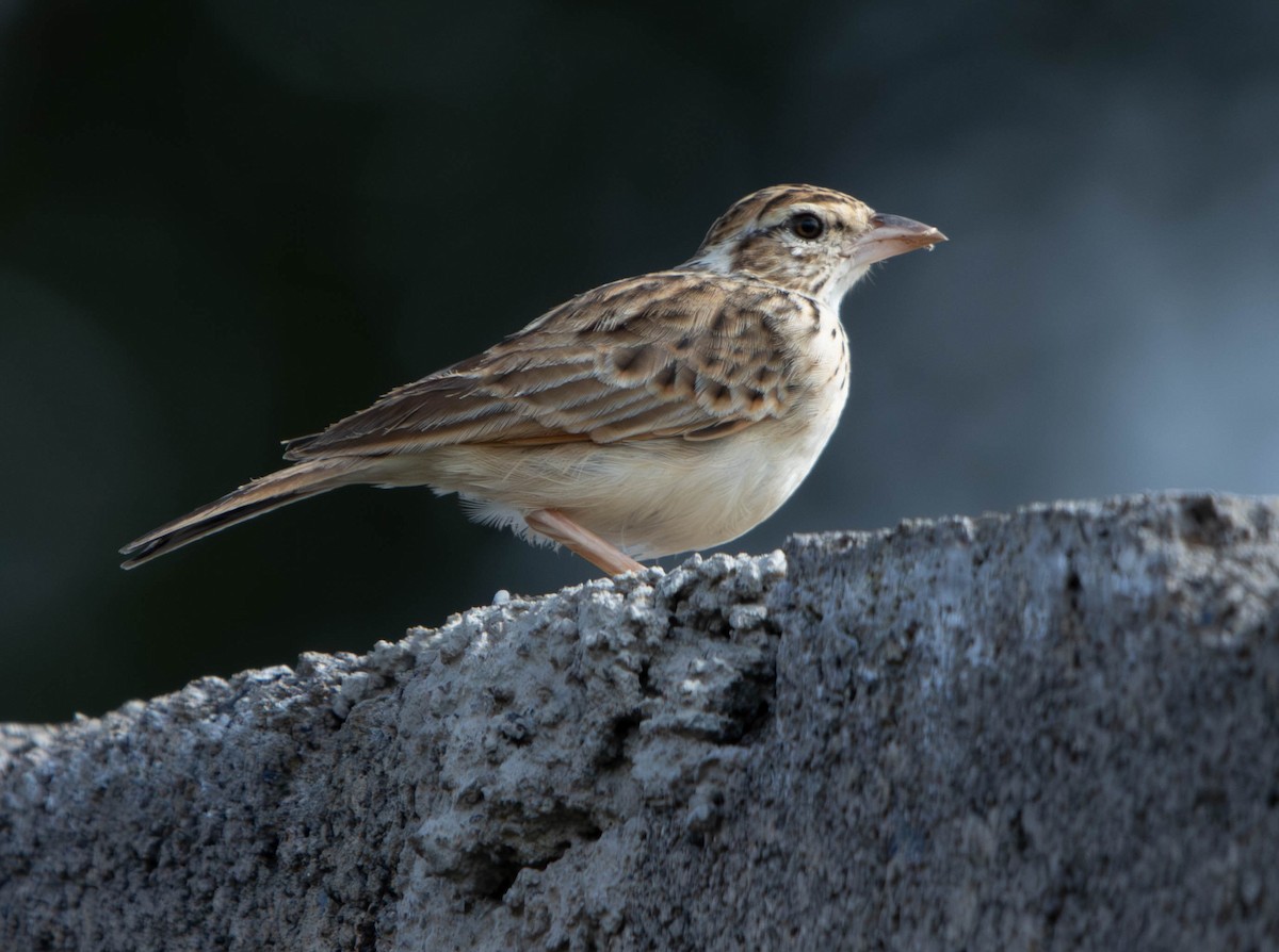 Фірлюк рудокрилий - ML644142152