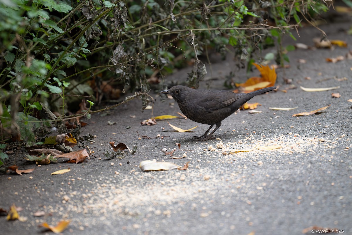 Eurasian Blackbird - ML644142154