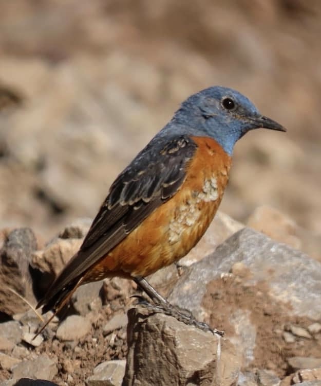 Rufous-tailed Rock-Thrush - ML644142163