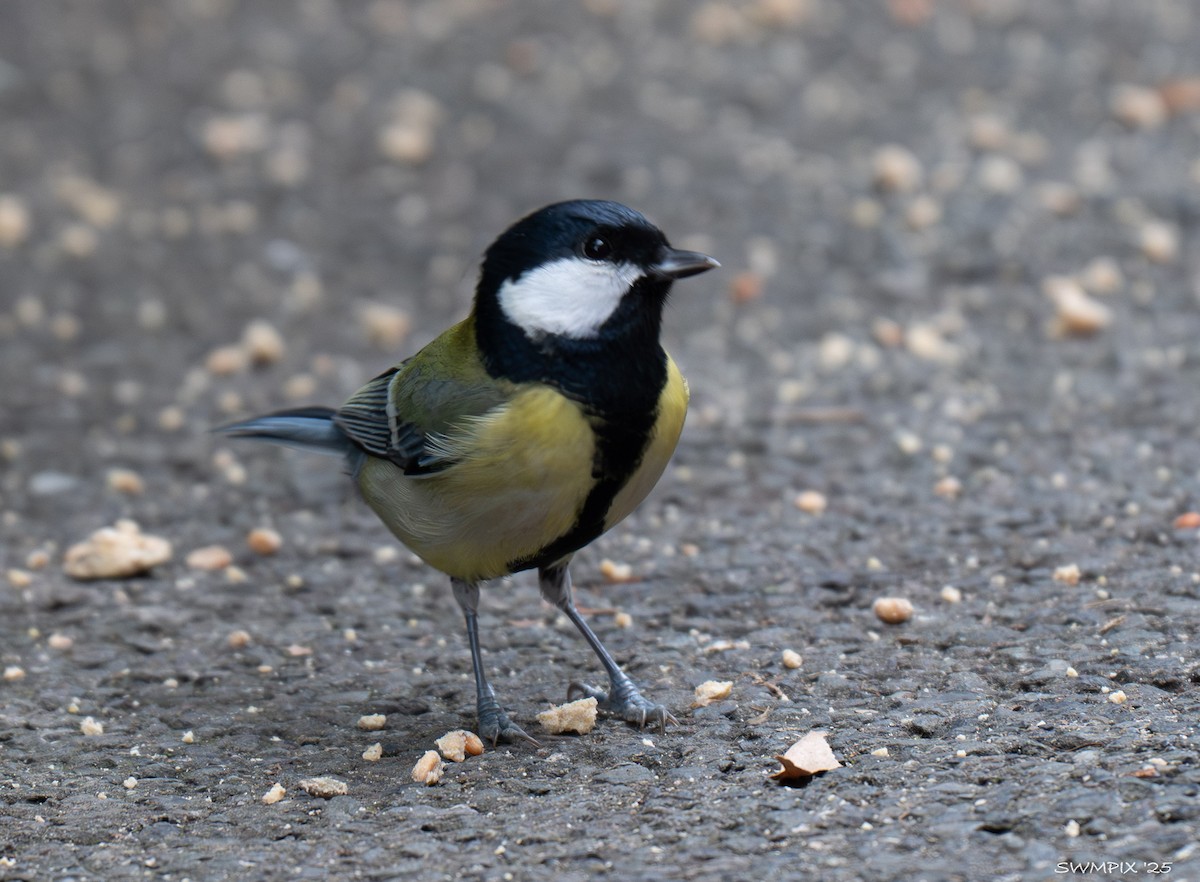 Great Tit - ML644142164