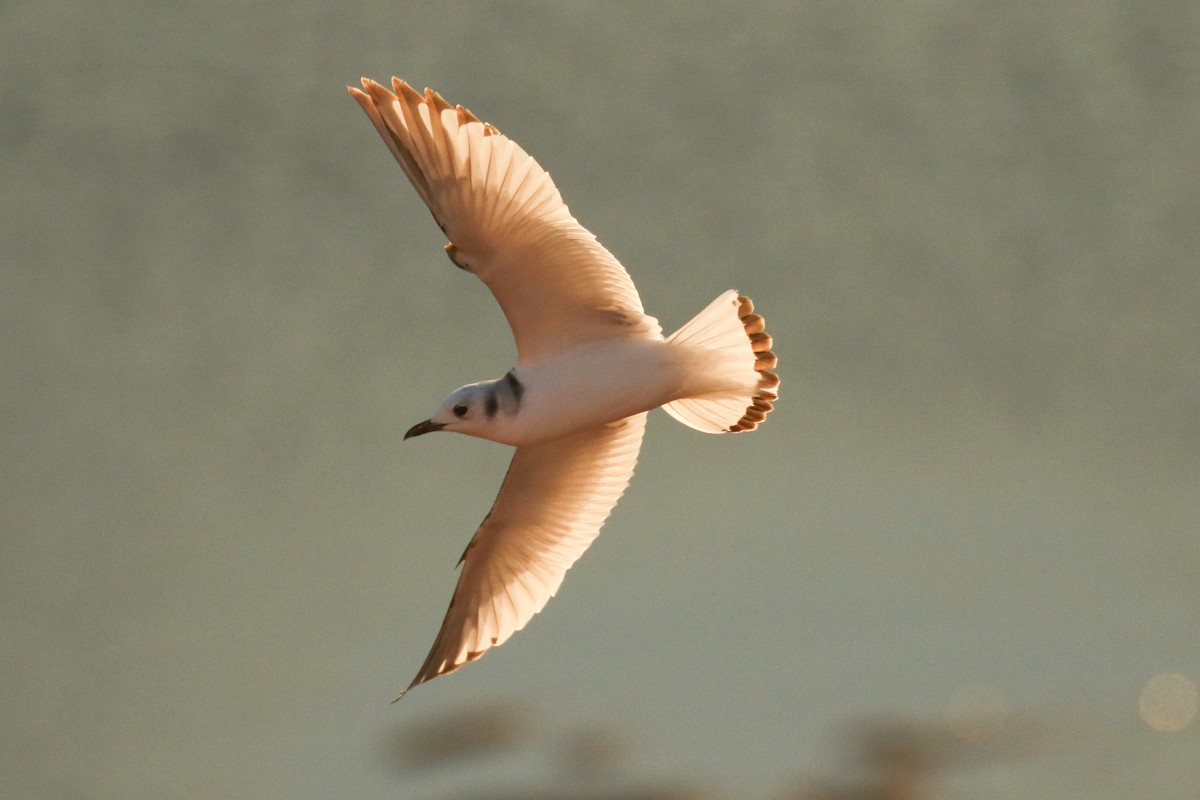 Гурван хуруут цахлай - ML644142166