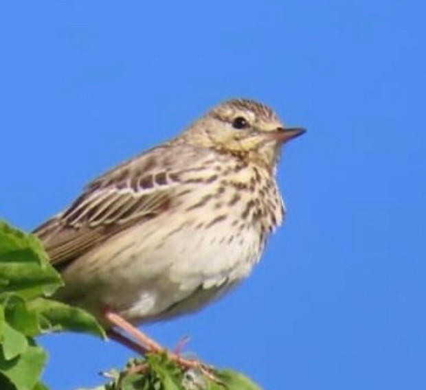 Pipit des arbres - ML644142175