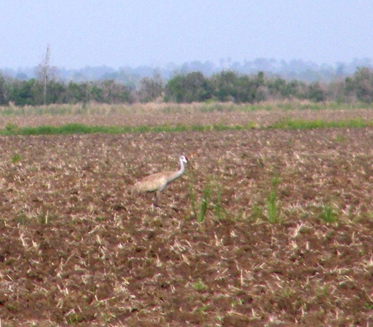 Орог тогоруу - ML644142179