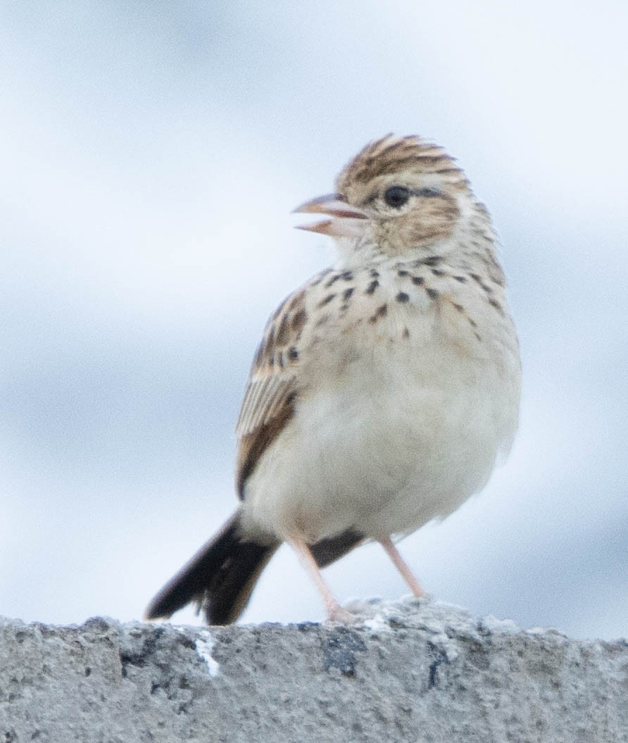 Фірлюк рудокрилий - ML644142197