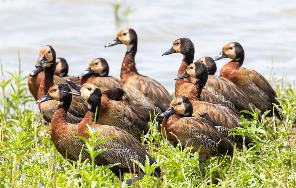 White-faced Whistling-Duck - ML644142199