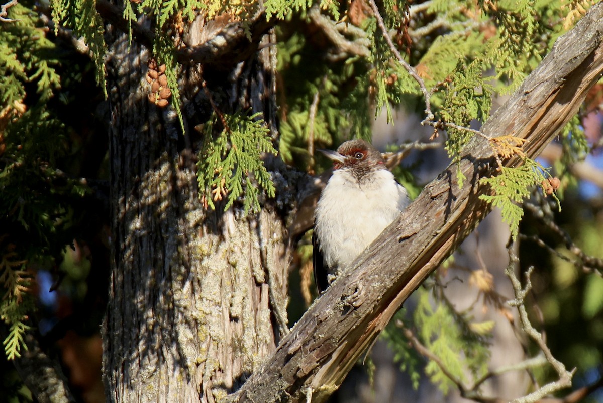 Red-headed Woodpecker - ML644142201