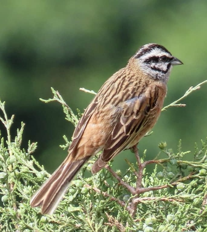 Rock Bunting - ML644142210