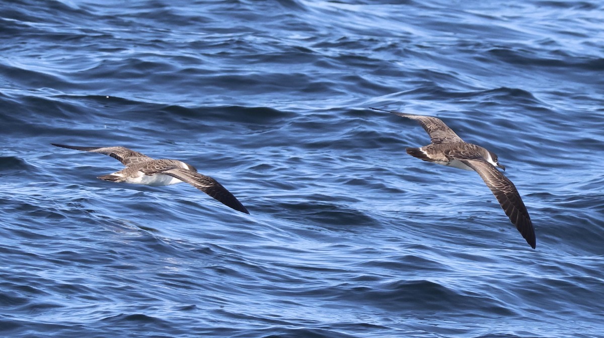 Great Shearwater - ML644142226
