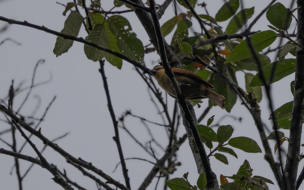 Brown Tanager - ML644142256