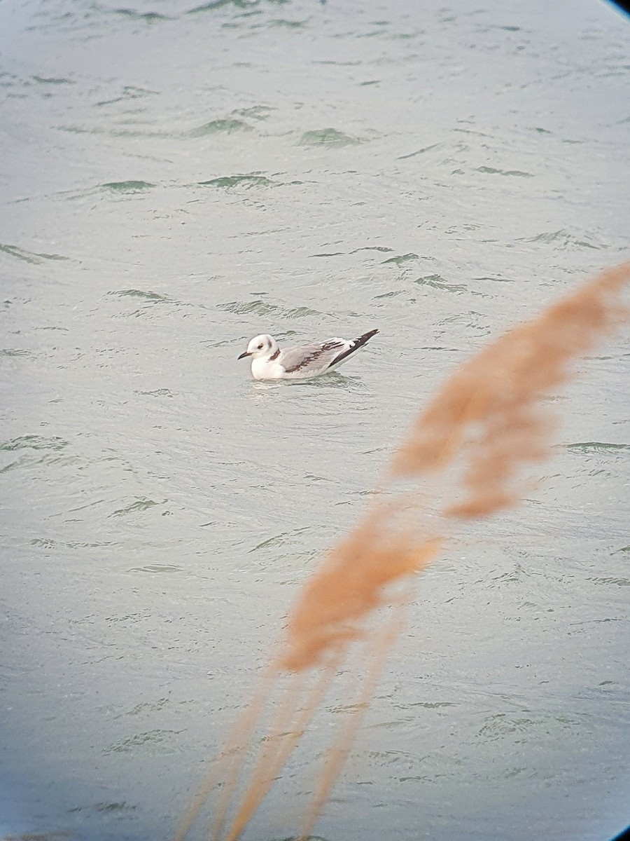 Гурван хуруут цахлай - ML644142264