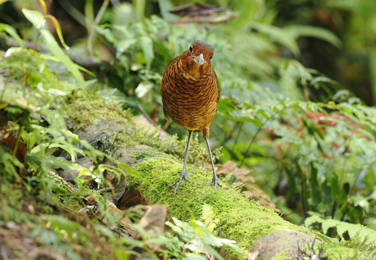Giant Antpitta - ML644142268