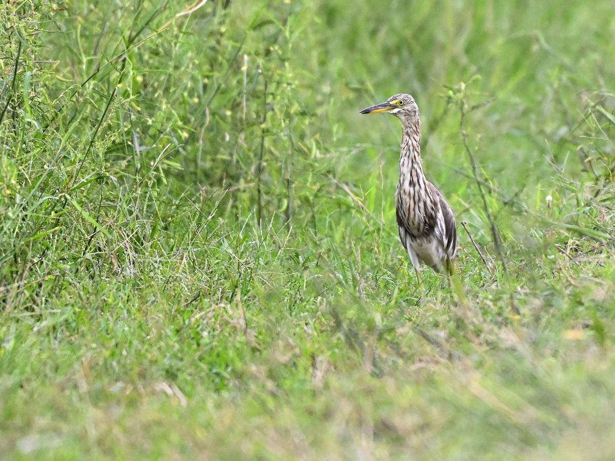 Chinese Pond-Heron - ML644142277