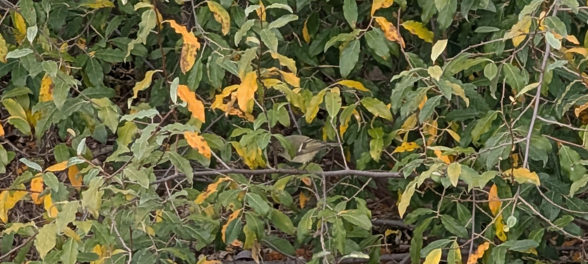 Ruby-crowned Kinglet - ML644142308