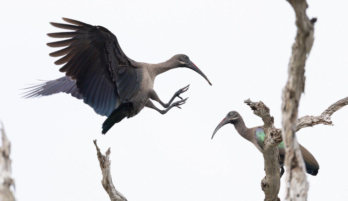 Ibis hagedash - ML644142324