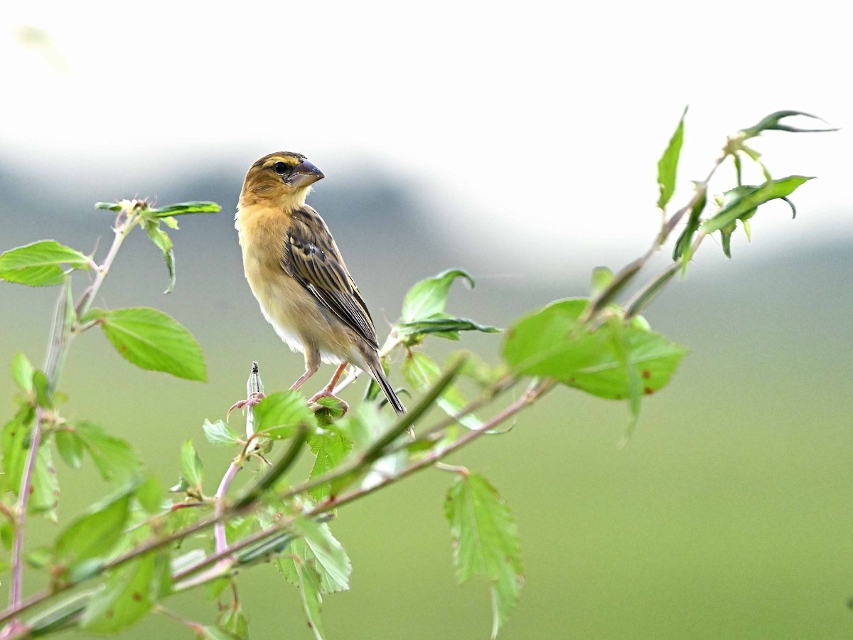 Asian Golden Weaver - ML644142333