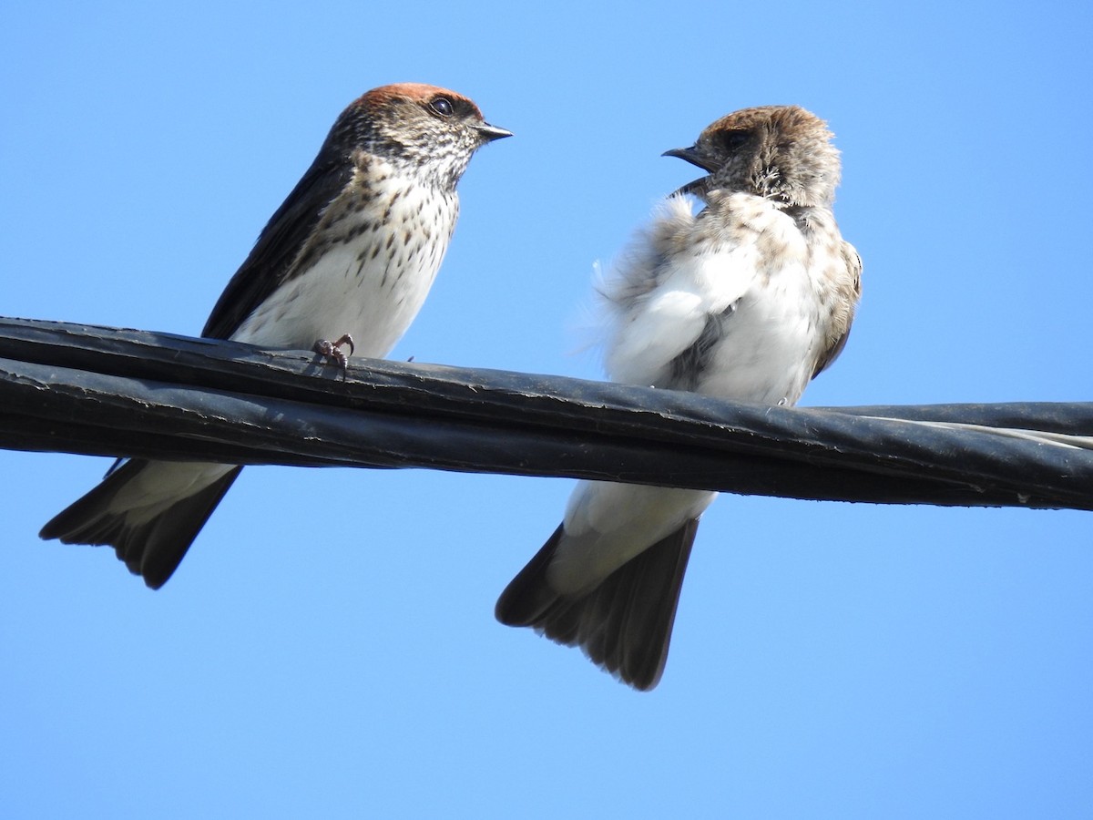 Streak-throated Swallow - ML644142336