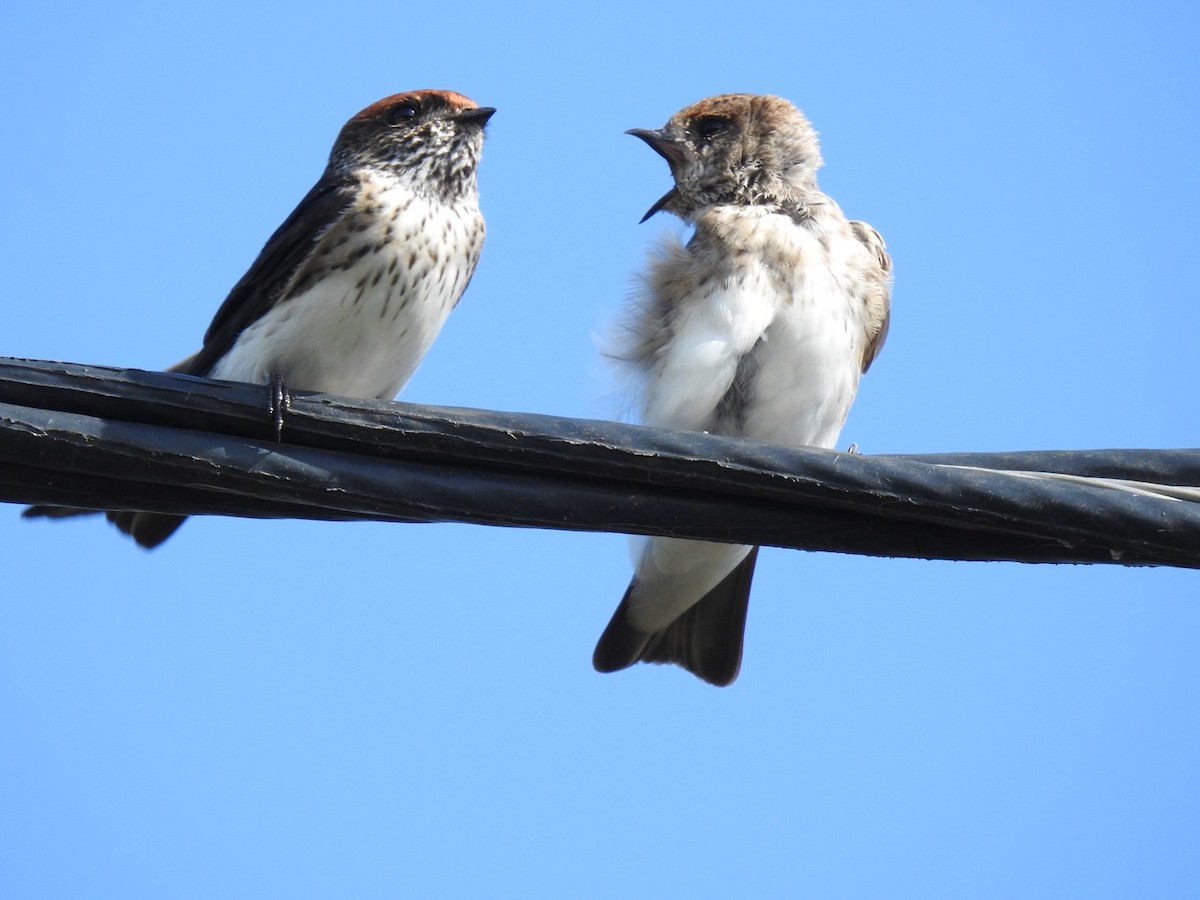 Streak-throated Swallow - ML644142337