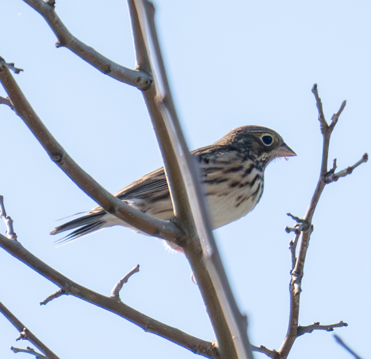 オジロヒメドリ - ML644142344