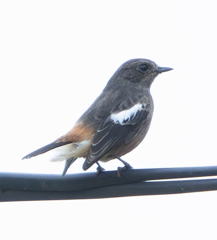 Pied Bushchat - ML644142345
