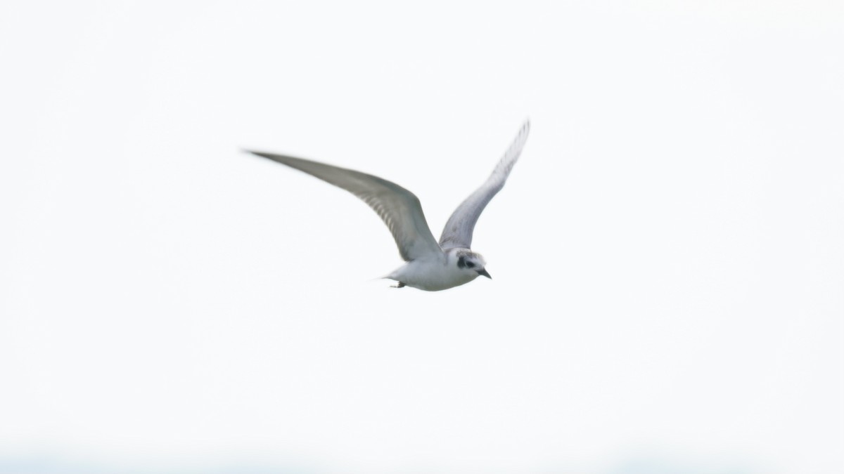 Whiskered Tern - ML644142346