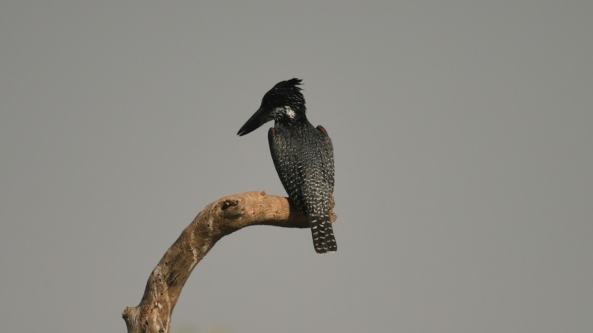 Giant Kingfisher - ML644142347