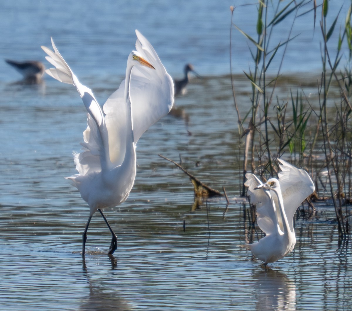 ユキコサギ - ML644142351