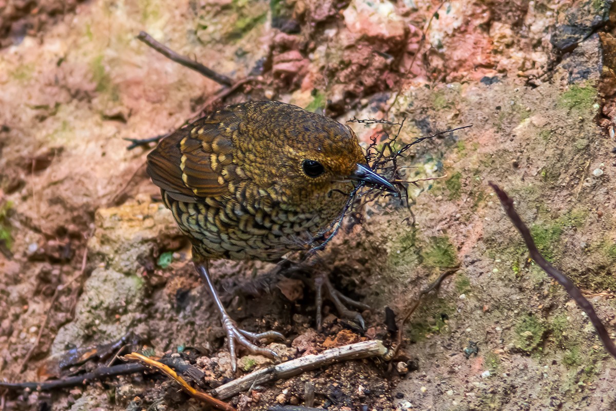 タカサゴミソサザイ - ML644142375