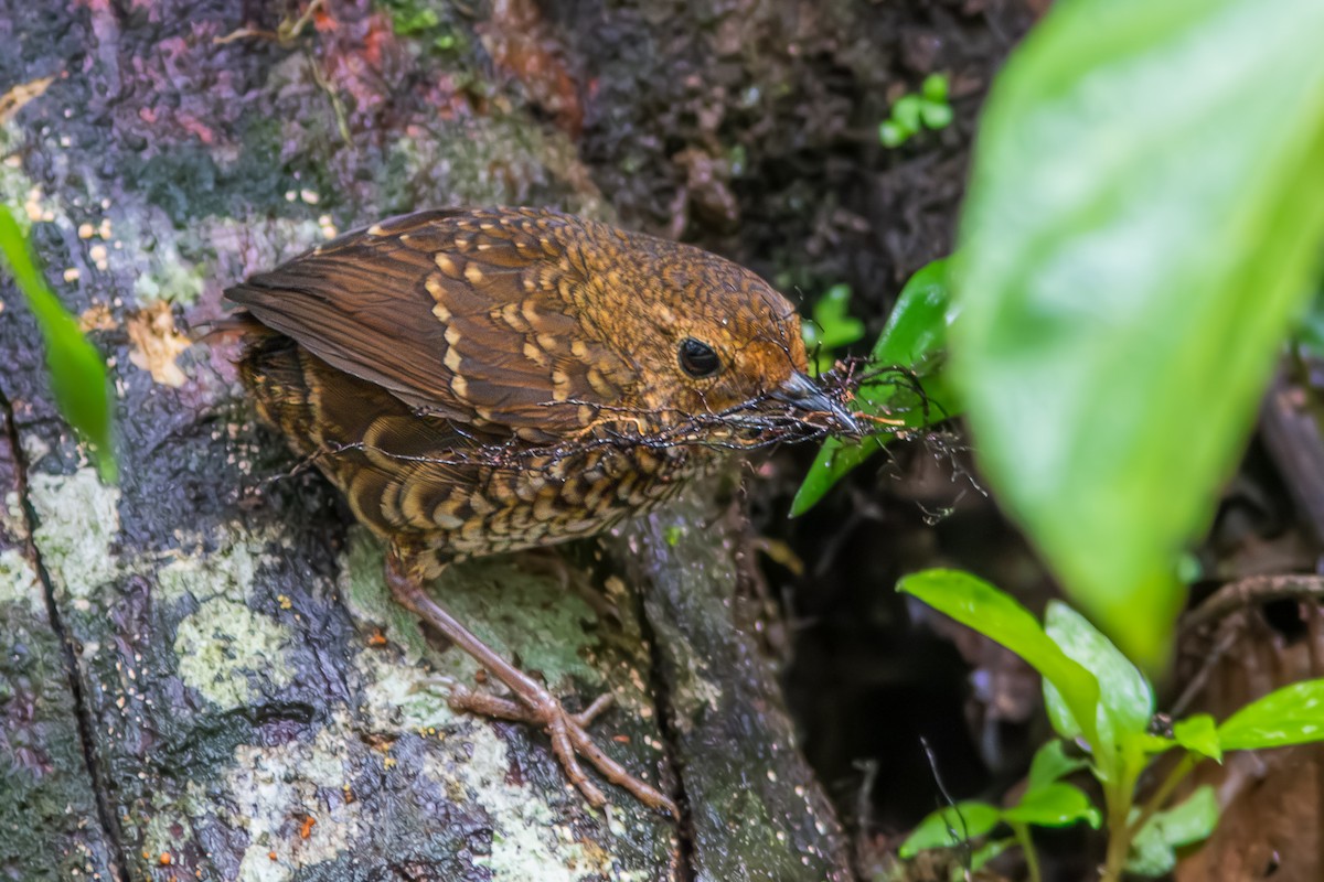 タカサゴミソサザイ - ML644142377