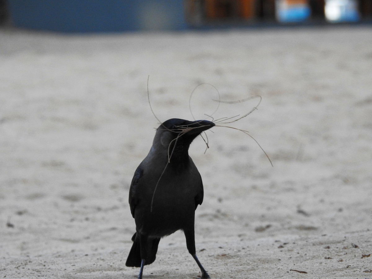 House Crow - ML644142381