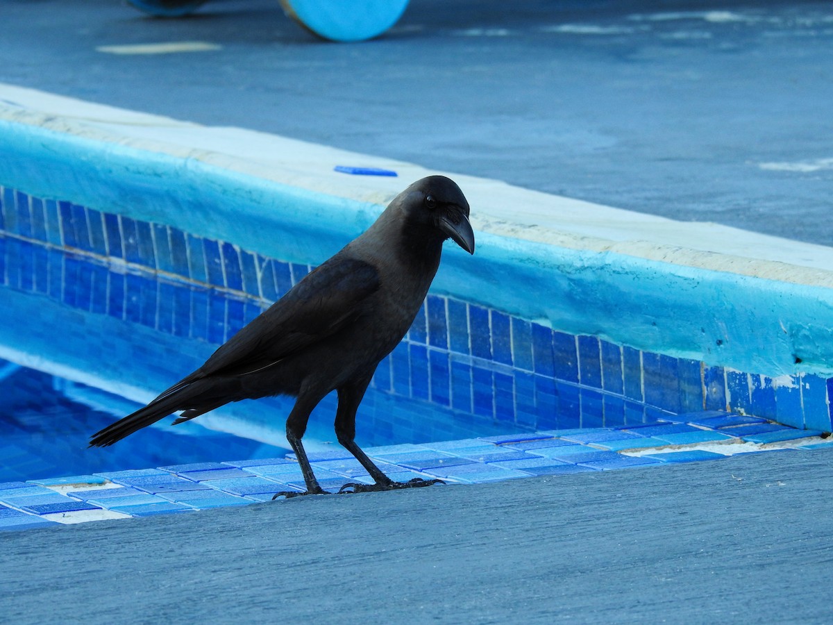 House Crow - ML644142382