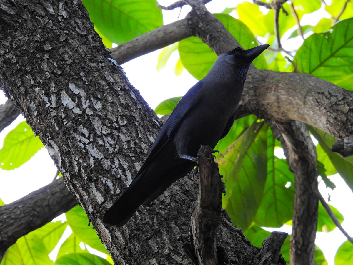 House Crow - ML644142383