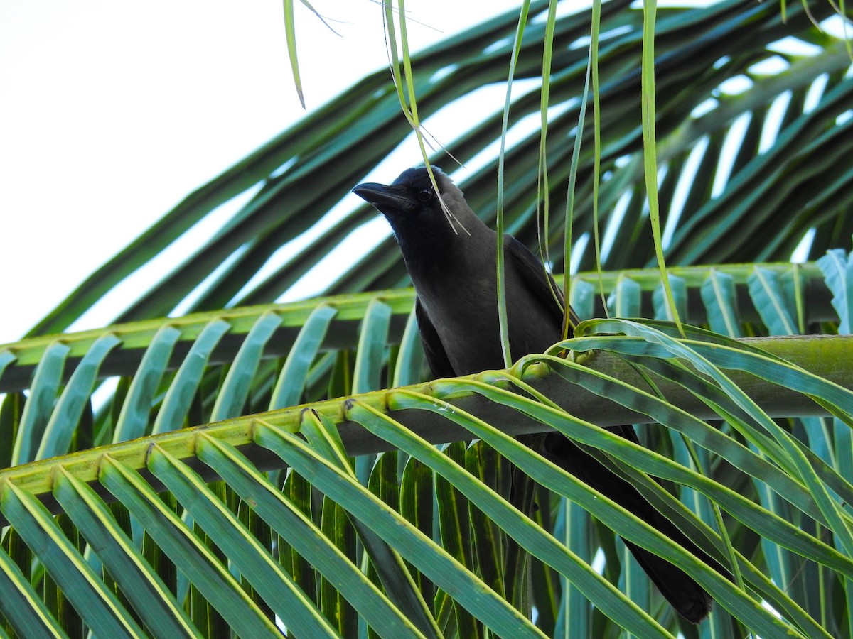 House Crow - ML644142384