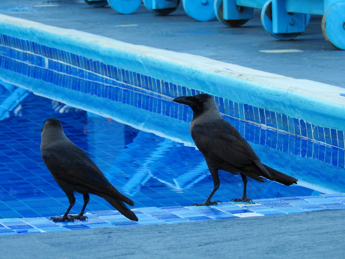 House Crow - ML644142385