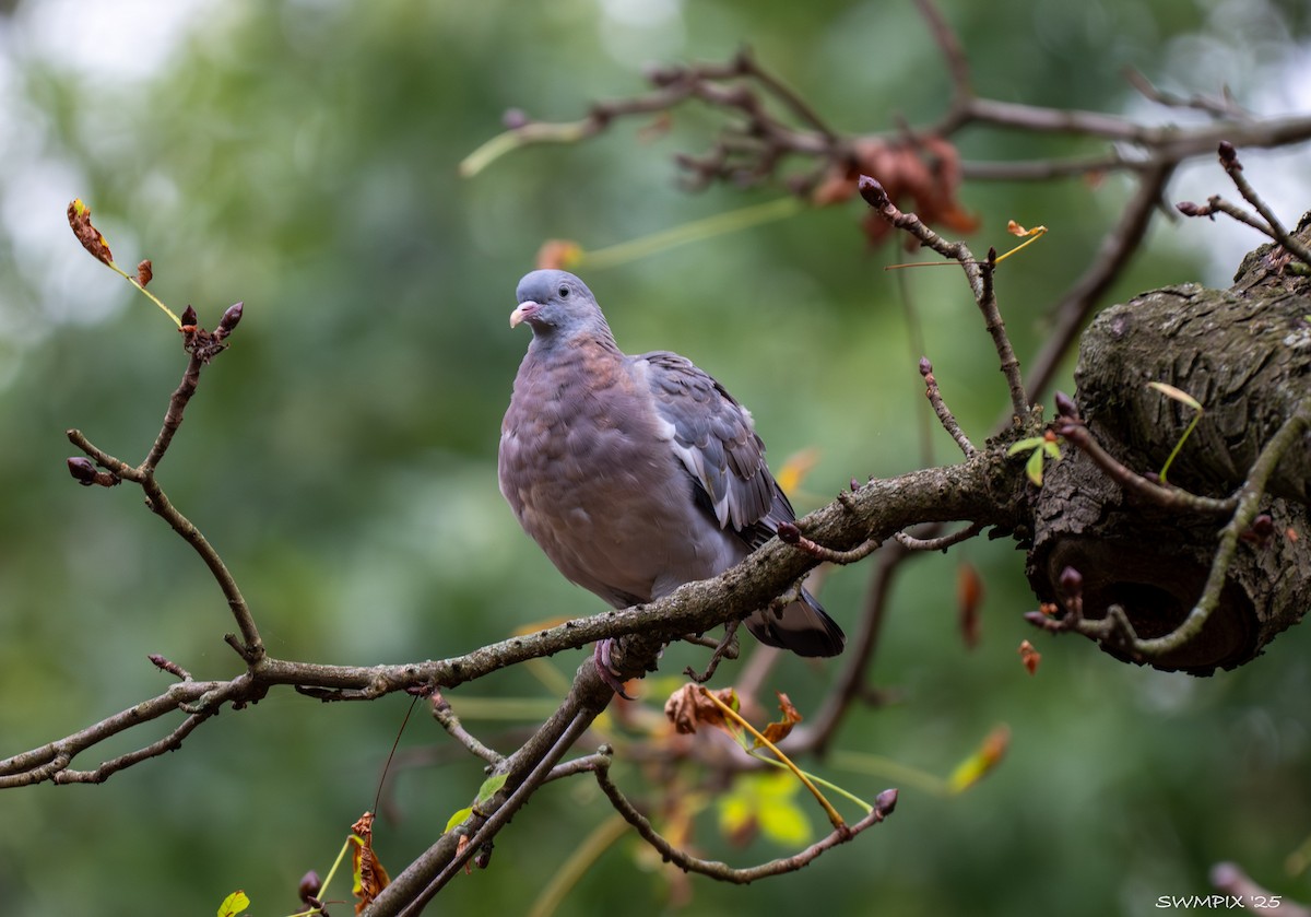 Common Wood-Pigeon - ML644142387