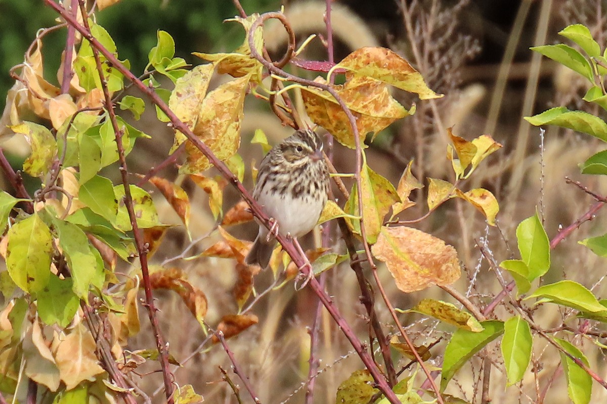 Savannah Sparrow - ML644142393