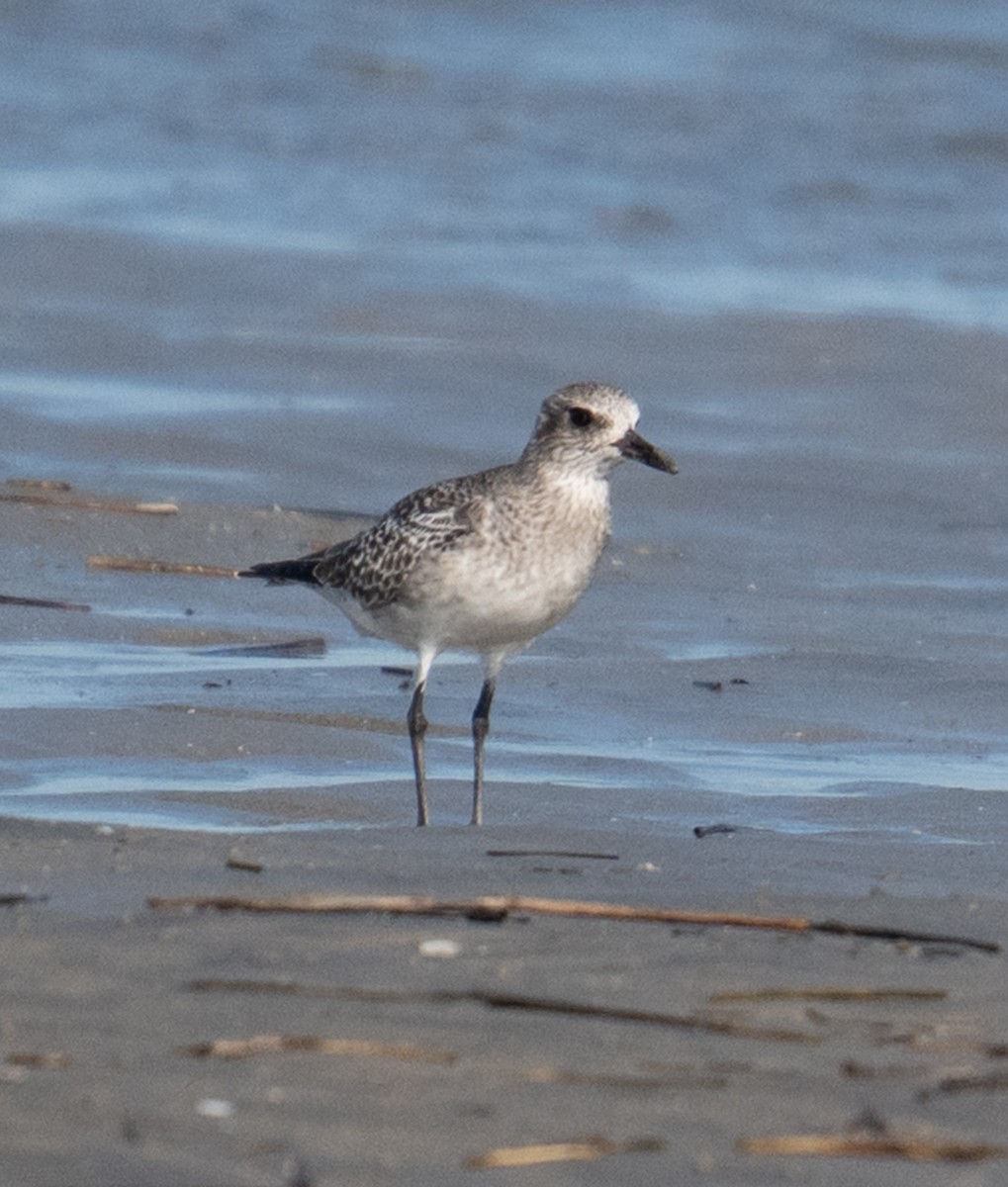 ダイゼン - ML644142398