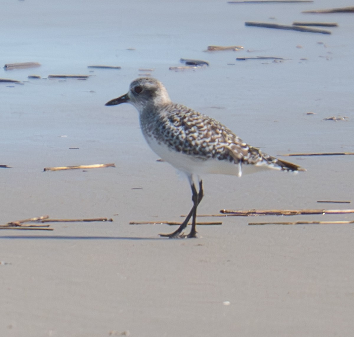 ダイゼン - ML644142399